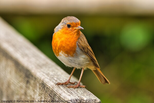 The Cheerful Christmas Robin Picture Board by Martin Day