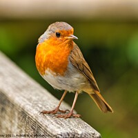 Buy canvas prints of The Cheerful Christmas Robin by Martin Day