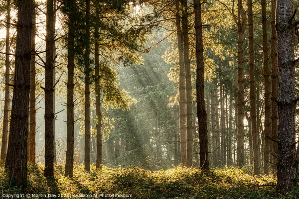 Enchanting Sunrays in the Misty Woodland Picture Board by Martin Day