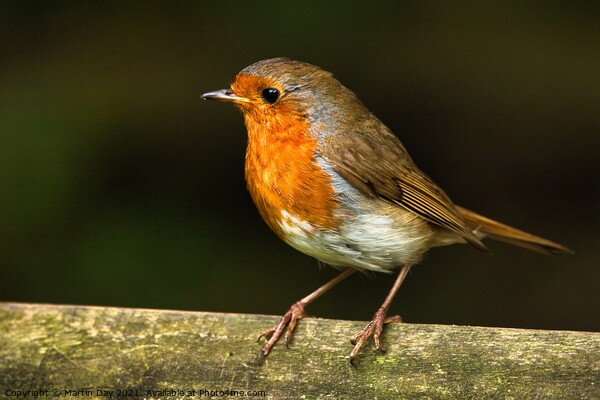 Robin on Wooden Railing Picture Board by Martin Day
