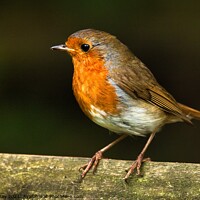 Buy canvas prints of Robin on Wooden Railing by Martin Day
