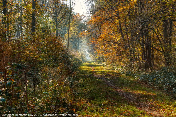 Southery Woods in Autumn Glory Picture Board by Martin Day