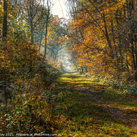 Buy canvas prints of Southery Woods in Autumn Glory by Martin Day