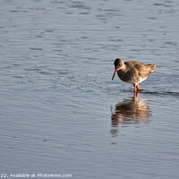Buy canvas prints of Serene Redshank Reflection by Martin Day