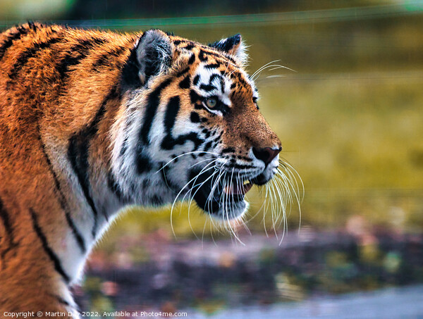 Majestic Siberian Tiger Roaming through the Grass Picture Board by Martin Day
