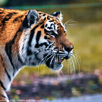 Buy canvas prints of Majestic Siberian Tiger Roaming through the Grass by Martin Day
