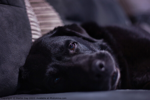 Dreamy-eyed Black Labrador Picture Board by Martin Day
