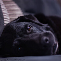 Buy canvas prints of Dreamy-eyed Black Labrador by Martin Day