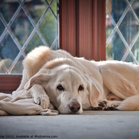 Buy canvas prints of Lazy Old Labrador Days by Martin Day