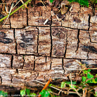 Buy canvas prints of Dried Old Log by Martin Day