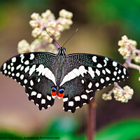 Buy canvas prints of African Christmas Butterfly, Papilio Demodocus by Martin Day