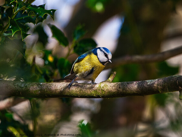 The Patient Blue Tit Picture Board by Martin Day
