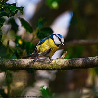 Buy canvas prints of The Patient Blue Tit by Martin Day