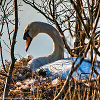 Buy canvas prints of Maternal Swan Protection by Martin Day