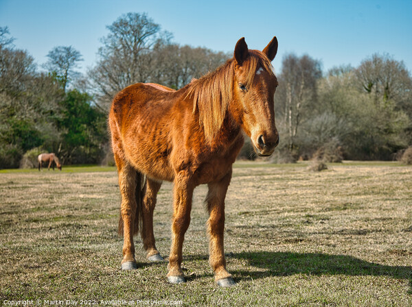 Majestic Wild Ponies of the New Forest Picture Board by Martin Day