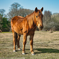 Buy canvas prints of Majestic Wild Ponies of the New Forest by Martin Day