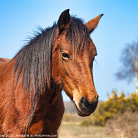 Buy canvas prints of Majestic Brown New Forest Pony by Martin Day