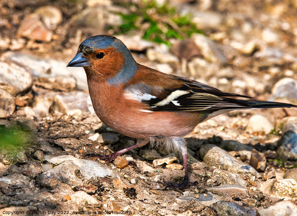 Vibrant Male Chaffinch Seeking Mate Picture Board by Martin Day