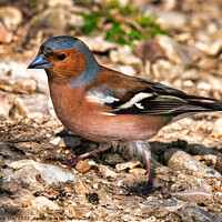 Buy canvas prints of Vibrant Male Chaffinch Seeking Mate by Martin Day