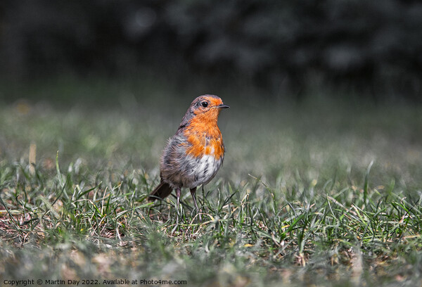 Robin Redbreast at Ground Level Picture Board by Martin Day
