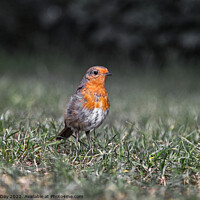 Buy canvas prints of Robin Redbreast at Ground Level by Martin Day