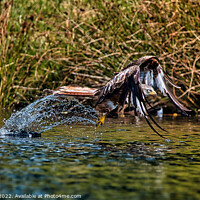 Buy canvas prints of Majestic Red Kite Hunting over Water by Martin Day