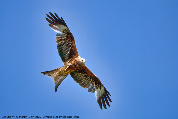 Majestic Red Kite Hunting Prey Picture Board by Martin Day