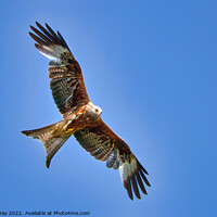 Buy canvas prints of Majestic Red Kite Hunting Prey by Martin Day