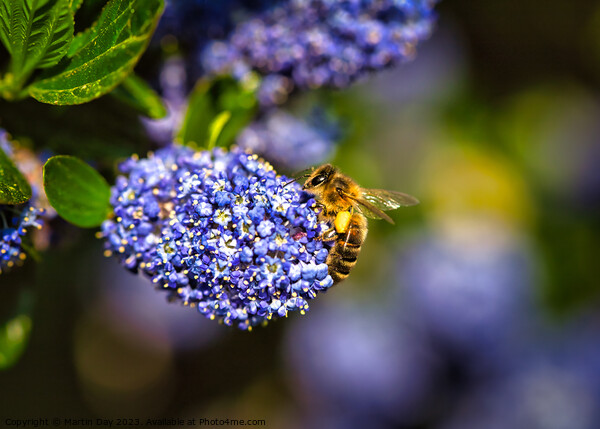 Honey Bee gathering on Ceanothus 'Blue Diamond' Ca Picture Board by Martin Day