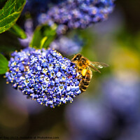 Buy canvas prints of Honey Bee gathering on Ceanothus 'Blue Diamond' Ca by Martin Day