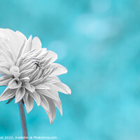 Buy canvas prints of Snow White Petals by Neil Porter