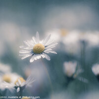 Buy canvas prints of Hazy Daisies by Neil Porter