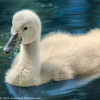 Buy canvas prints of The Cygnet by Neil Porter