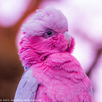 Buy canvas prints of Pink Parrot by Neil Porter