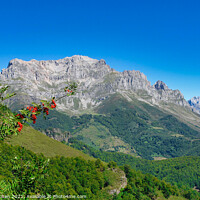 Buy canvas prints of Mountains of the Picos Spain by Ann Mechan