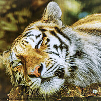 Buy canvas prints of Siberian Tiger by Gareth Parkes