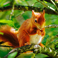 Buy canvas prints of Red Squirrel by Gareth Parkes