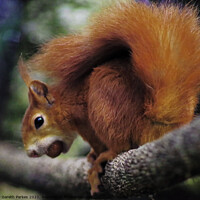 Buy canvas prints of A Red squirrel on a branch by Gareth Parkes