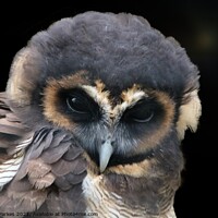 Buy canvas prints of Brown Wood Owl (Strix leptogrammica)  by Gareth Parkes