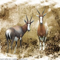 Buy canvas prints of Blesbok in the veldt by Gareth Parkes