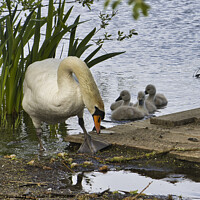 Buy canvas prints of Swan and Cygnets by Gareth Parkes