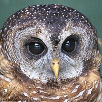 Buy canvas prints of Indian Scops Owl (Otus bakkamoena) by Gareth Parkes