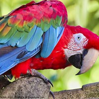 Buy canvas prints of Macaw Parrot by Gareth Parkes