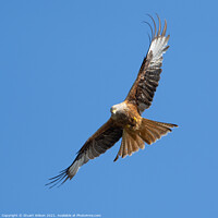 Buy canvas prints of Red Kite Flying Towards me and Checking me out by Stuart Wilson