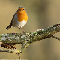 Buy canvas prints of A curious robin by Stuart Wilson
