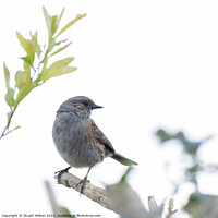 Buy canvas prints of A dunnock perched on a branch by Stuart Wilson
