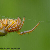 Buy canvas prints of Spider Hangin' About by Stuart Wilson