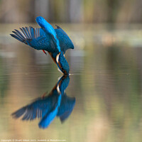 Buy canvas prints of A diving kingfisher by Stuart Wilson