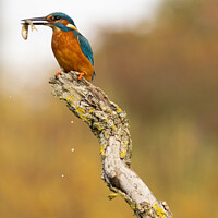 Buy canvas prints of Kingfisher and his fish by Stuart Wilson