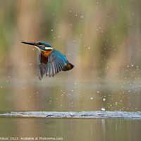 Buy canvas prints of Kingfisher leaves the pond by Stuart Wilson